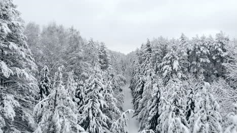 The-Aerial-camera-flies-over-samnam-pine-forest-in-snow-front-view-a-little-high.-Cold-temperature-winter-season